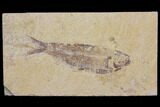 Fossil Fish (Knightia) - Wyoming #150607-1